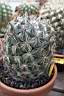 CORYPHANTHA RADIANS.jpg